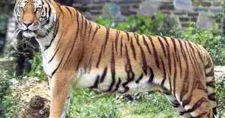 Tên Một Số Con Vật Bằng Tiếng Hán Việt - Minh Đức Tên Một Số Con Vật Bằng Tiếng Hán Việt - Minh Đức