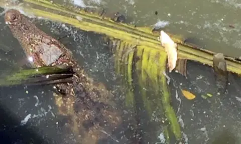 Cảnh Báo Cá Sấu Xuất Hiện Trên Sông Sài Gòn