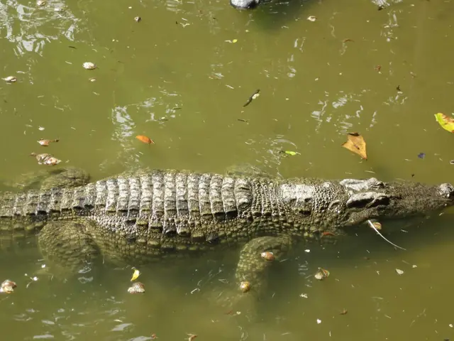 Quận 12, Tp Hcm Vừa Có Văn Bản Đề Nghị Tuyên Truyền, Cảnh Báo Người Dân Về Thông Tin Xuất Hiện Cá Sấu Ở Khu Vực Bến Phà Phú Cường (nối Tp Hcm Và Bình Dương).