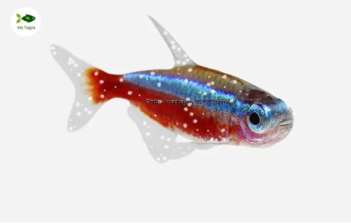 Cá Sóc Đầu Đỏ Bị Nấm: Nguyên Nhân, Dấu Hiệu Nhận Biết Và Cách Xử Lý Hiệu Quả Cho Người Nuôi Cá