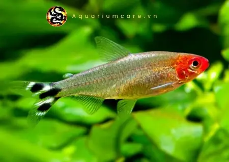 Cá Sóc Đầu Đỏ - Vi Sinh Cá Cảnh Aquarium Care