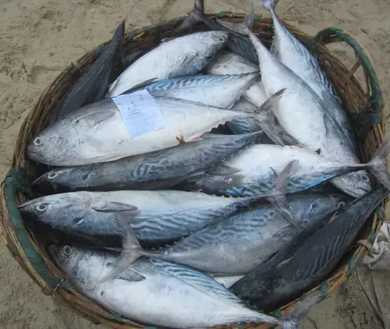 Giá Trị Kinh Tế Và Dinh Dưỡng Của Cá Sọc Dưa Biển