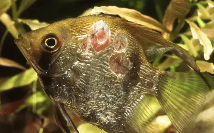 Cách Trị Cá Sọc Ngựa Bị Xù Vảy Hiệu Quả Và Khoa Học