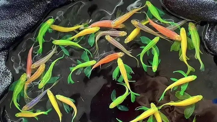 Dấu Hiệu Nhận Biết Cá Sọc Ngựa Bị Xù Vảy Một Cách Chính Xác