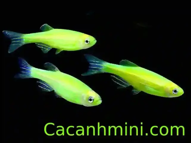 Hướng Dẫn Chi Tiết Cách Ép Cá Sọc Ngựa Sinh Sản Trong Bể Nuôi ...