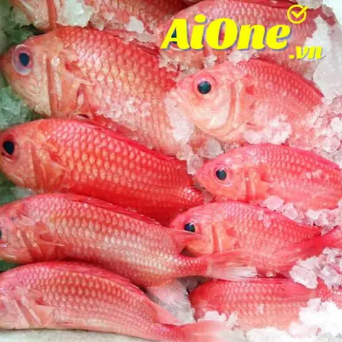 Cá Sơn Đỏ: Giá Bao Nhiêu & Toàn Tập Cách Chọn Mua, Chế Biến Món Ngon