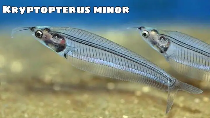 Cá Thủy Tinh Trong Suốt Cá Thủy Tinh Trong Suốt