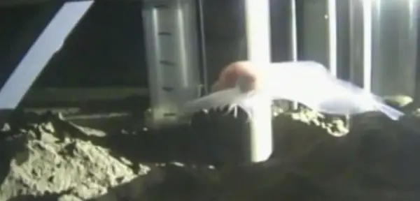 Loài Cá Sống Sâu Nhất Thế Giới