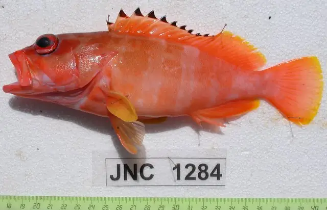 Cá Song Sọc Ngang Đen: Đặc Điểm, Môi Trường Sống Và Giá Trị Kinh Tế