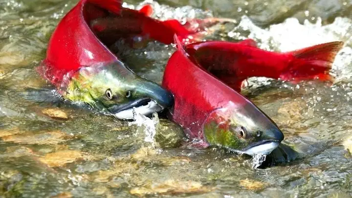 Cá Song Sống Ở Đâu? Khám Phá Môi Trường Sống Và Phân Bố Của Loài Cá Quý