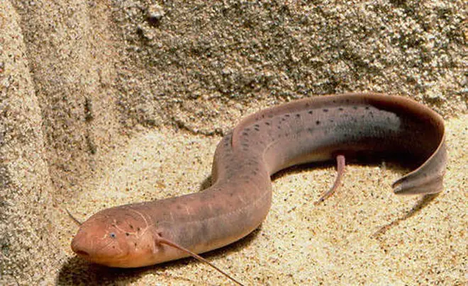 Cá Sống Trên Cạn Ở Châu Phi: Khám Phá Loài Cá Phổi Kỳ Lạ Và Khả Năng Sinh Tồn Phi Thường