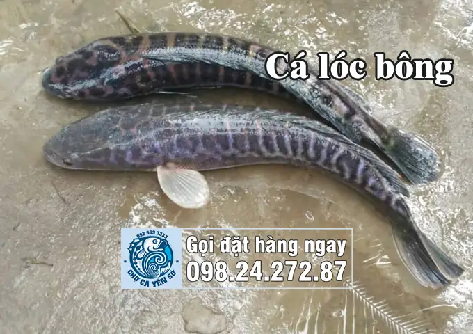 Cá Chuối Là Gì? Cá Quả Là Gì? Cá Lóc Là Gì?