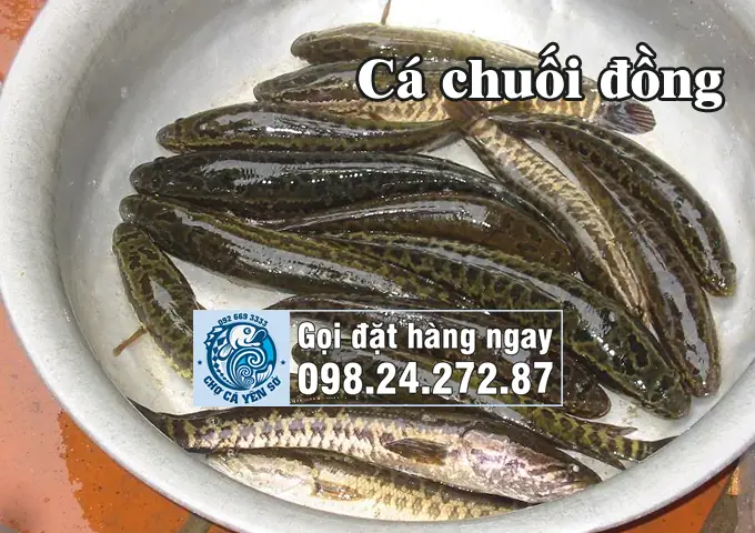 Cá Chuối, Cá Quả, Cá Lóc Tự Nhiên Và Cá Được Nuôi Thả?