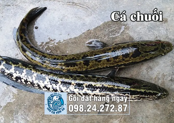 Cá Chuối Là Gì? Cá Quả Là Gì? Cá Lóc Là Gì?