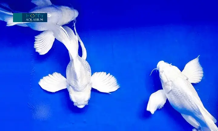 Hướng Dẫn Cách Chọn Thức Ăn Cho Cá Chép Sư Tử