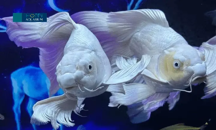 Kết:qua Những Thông Tin Chia Sẻ, Bạn Đã Nắm Được Phần Nào Câu Trả Lời Cho Thắc Mắc "cá Chép Sư Tử Ăn Gì?". Tiếp Theo, Hãy Cùng Khám Phá Các Hướng Dẫn Và Xây Dựng Chế Độ Dinh Dưỡng Hợp Lý Để "người Bạn Vây Màu" Của Bạn Phát Triển Toàn Diện Nhé !