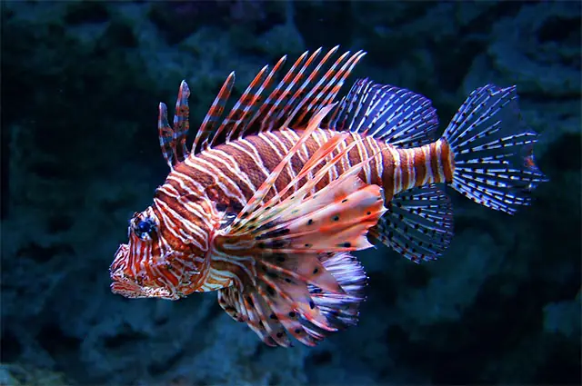 Cá Sư Tử Đỏ – Loài Cá Sư Tử Lớn Nhất Đại Dương