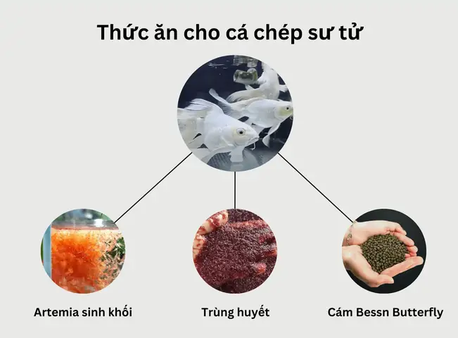 Cá Chép Sư Tử Ăn Gì?