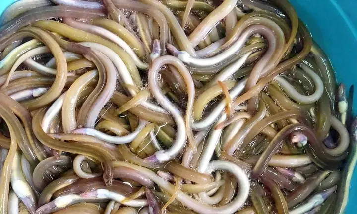 Cá Sùn Sịn Là Cá Gì?