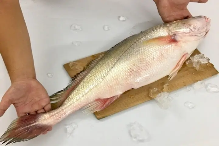 Tìm Hiểu Về Cá Sửu: Đặc Điểm, Giá Thành Và Các Món Ngon Từ Cá Sửu