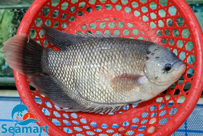 Tại Sao Bạn Nên Đặt Niềm Tin Vào 24hseamart