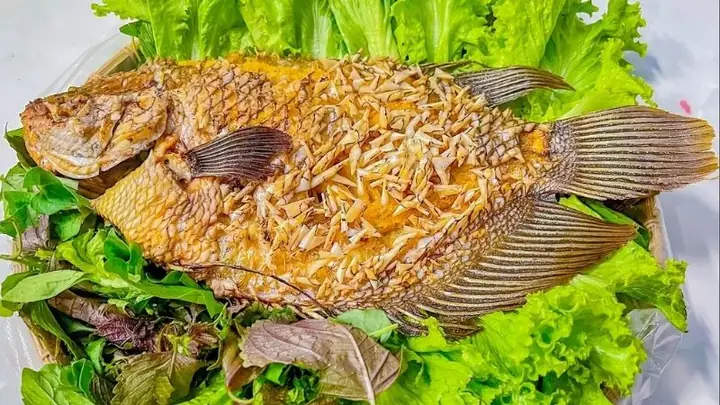 Cá Tai Tượng Bỏ Ăn: Nguyên Nhân & Cách Xử Lý Khoa Học Từ Chuyên Gia