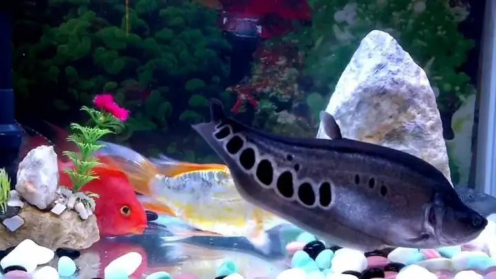 Cá Thác Lác (cá Nàng Hai)