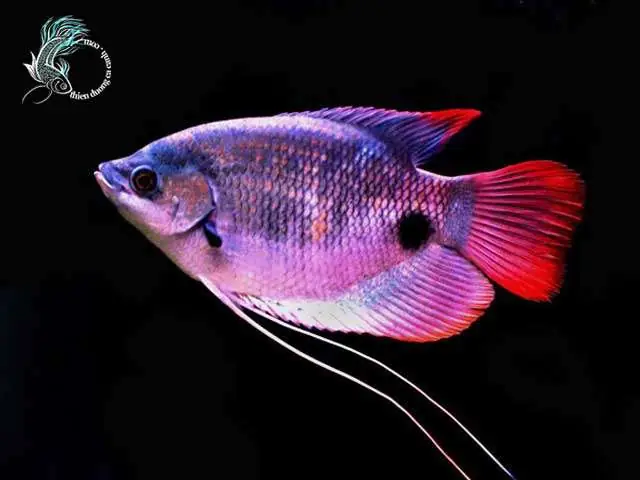 Cá Hồng Kỳ Phát Tài - Cá Tai Tượng Đuôi Đỏ Cá Hồng Kỳ Phát Tài - Cá Tai Tượng Đuôi Đỏ