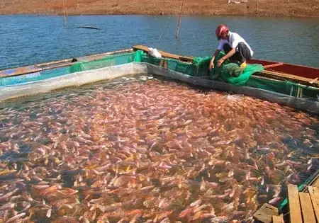 Thả Cá Điêu Hồng Và Cá Tai Tượng Nuôi Chung Với Nhau Được Không? Thả Cá Điêu Hồng Và Cá Tai Tượng Nuôi Chung Với Nhau Được Không?