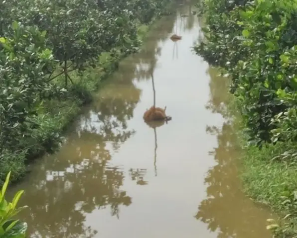 Sinh Sản Tự Nhiên Không Cần Kích Dục Tố Của Cá Tai Tượng