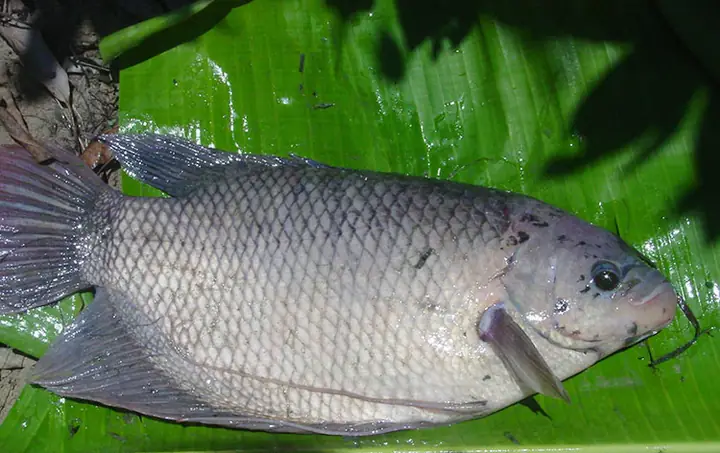 Sinh Sản Tự Nhiên Không Cần Kích Dục Tố Của Cá Tai Tượng