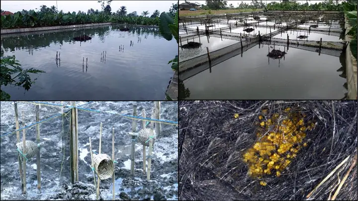 Tối Ưu Hóa Điều Kiện Sinh Sản Để Tăng Sản Lượng Trứng Cá Tai Tượng