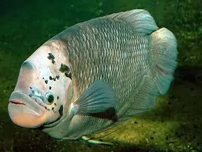 Cá Tai Tượng Tiếng Trung Là Gì? Khám Phá Từ Vựng, Phân Loại Khoa Học Và Đặc Điểm Loài Cá Gỗ