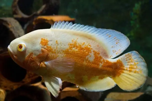 Tai Tượng Bạch Tạng (albino Oscar)