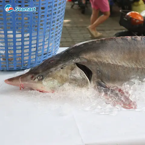 Cá Tầm Beluga Khổng Lồ