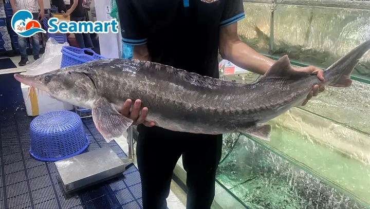 Cá Tầm Beluga Khổng Lồ