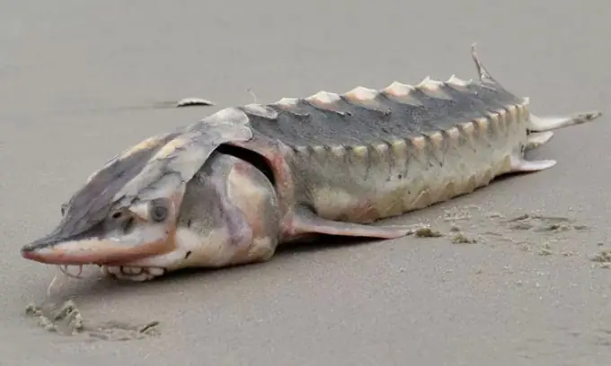 Xác Loài Cá Từ Thời Tiền Sử Dạt Vào Bờ Biển Nước Mỹ Xác Loài Cá Từ Thời Tiền Sử Dạt Vào Bờ Biển Nước Mỹ