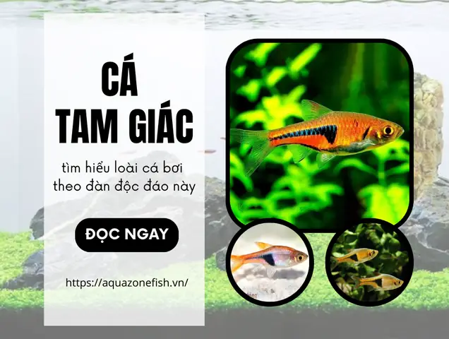 Cá Tam Giác - Loài Cá Bơi Theo Đàn Độc Đáo Cho Bể Cá ...