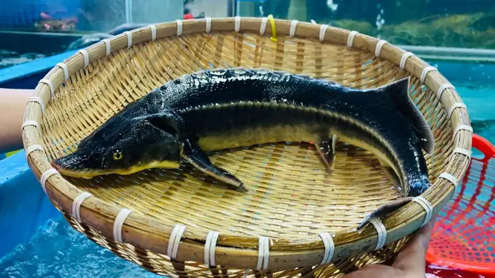 Cá Tầm Măng Đen Cá Tầm Măng Đen