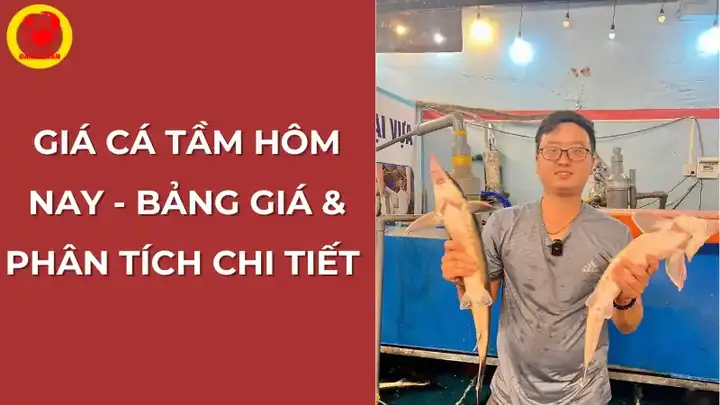 Giá Cá Tầm Hôm Nay - Vựa Cua Đăng Quân