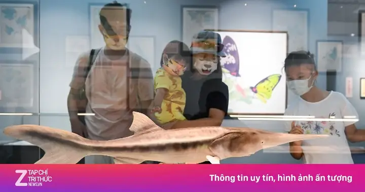 Nguyên Nhân Cá Tầm Thìa Trung Quốc Tuyệt Chủng | Znews.vn Nguyên Nhân Cá Tầm Thìa Trung Quốc Tuyệt Chủng | Znews.vn