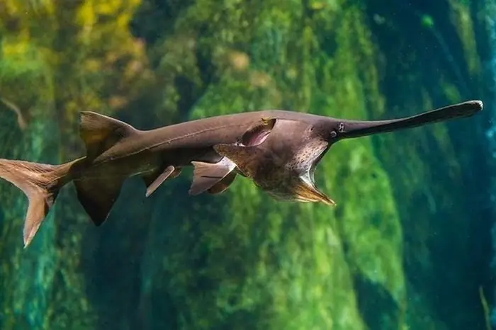 Cá Tầm Thìa Chính Thức Tuyệt Chủng Sau 200 Triệu Năm: Loài Đặc Biệt ... Cá Tầm Thìa Chính Thức Tuyệt Chủng Sau 200 Triệu Năm: Loài Đặc Biệt ...