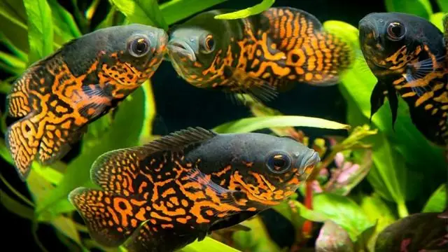 Cá Tê Tượng Châu Phi: Khám Phá Loài Cá Kỳ Lạ Và Đáng Yêu