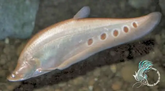 Cá Thác Lác Kiểng