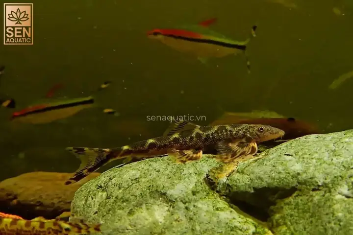 Cá Thằn Lằn Nước