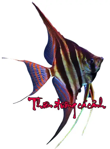 Cá Thần Tiên Altum