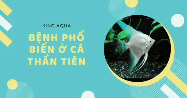 Một Số Bệnh Thường Gặp Ở Cá Thần Tiên Khi Nuôi