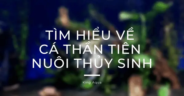 Tìm Hiểu Về Cá Thần Tiên Nuôi Thủy Sinh, Sinh Sản