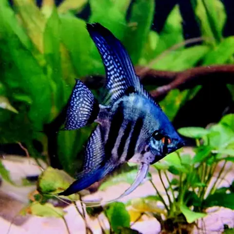Cá Thần Tiên Ngựa Vằn Xanh – Zebra Blue Angelfish