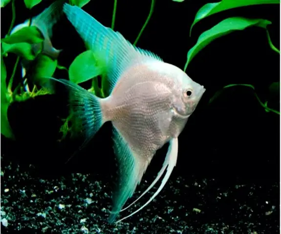 Cá Thần Tiên Platinum – Platinum Angelfish